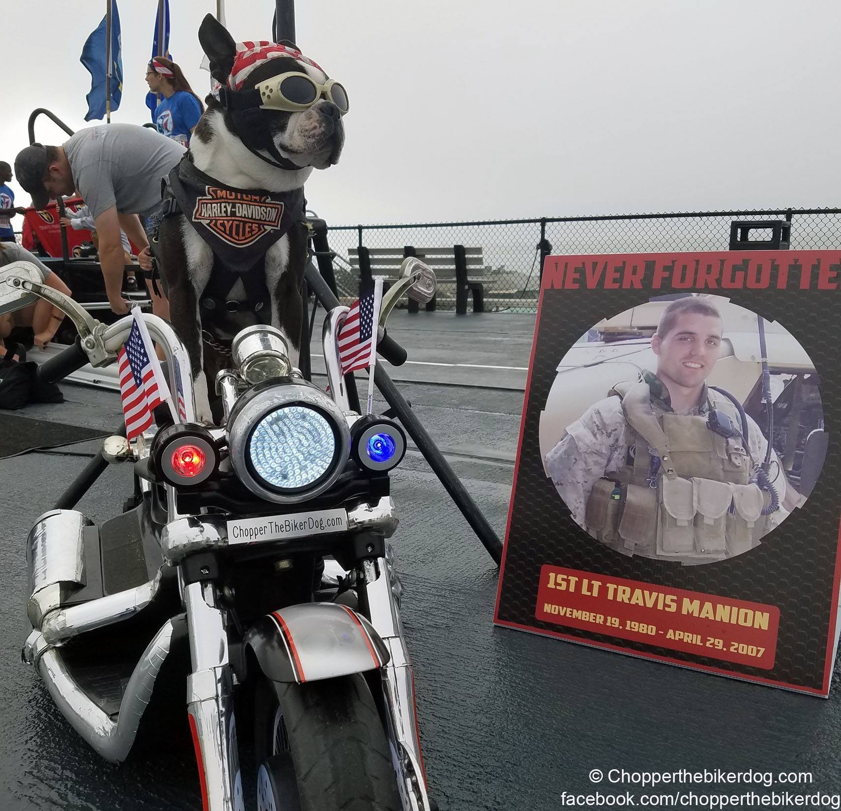 Riding with a dog? - Page 4 - Harley Davidson Forums