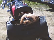 Yep we made this just for him,used the clip from a truckers wallet to make sure he couldnt jump