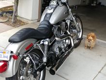 Ferocious watch dog
Will rip your leg clean off