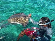 Tour guide “Pepper” hanging on to a stingray.