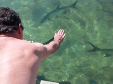 My brother feeding the Tarpon at another area of the island.
