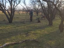 Setting up in the mesquite waiting on the mob of 53 hogs to come in.