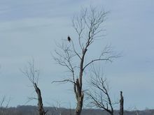 I saw over 2 dozen bald eagles between Sabula and Savanna. 