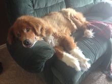 Argo’s predecessor, Cady.  Lost her at 14 to cancer, this was taken the day before we had to put her down.  It was heartbreaking...still chokes me up 6 years later.
