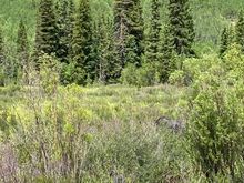 Look carefully right of center in the shrubs to see the moose