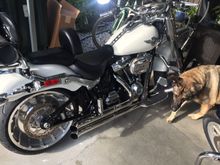 damn dog got in the way. hes a good boy 120 lb