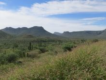 The desert in bloom, post hurricane