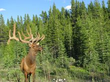 This guy was literally just off the highway a few miles after we crossed from Kootenay National Park into Banff.
