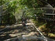Tunnel of trees
