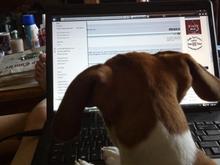 pappy's helper.