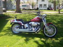 my beloved old springer