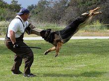 My dog "Jim" Training