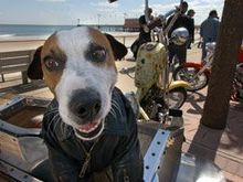 bikerdog