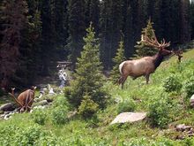 3 elk on Trail Ridge - 4th of July weekend, 2009
