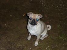 Gotta love Lily the Pug!!