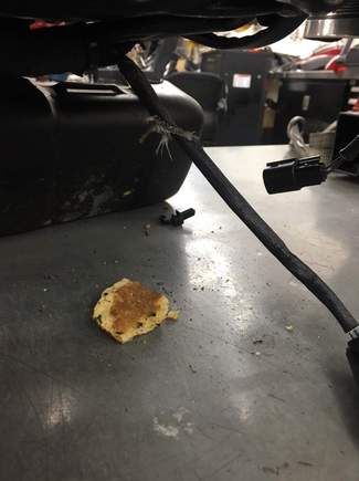 Chewed cable and pancake in bike