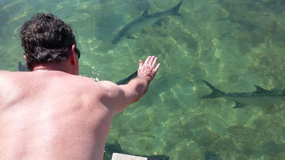 My brother feeding the Tarpon at another area of the island.