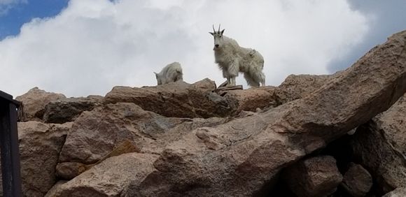 He stood there and waited while I was fumbling with my phone. As soon as I got the pic he walked away.