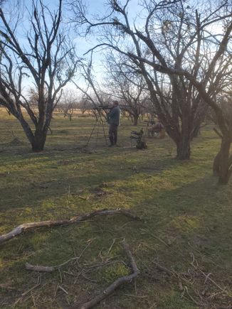 Setting up in the mesquite waiting on the mob of 53 hogs to come in.