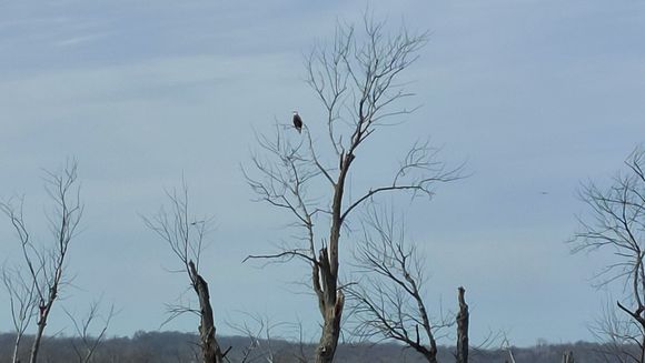 I saw over 2 dozen bald eagles between Sabula and Savanna. 