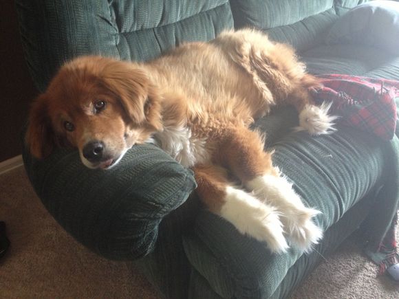 Argo’s predecessor, Cady.  Lost her at 14 to cancer, this was taken the day before we had to put her down.  It was heartbreaking...still chokes me up 6 years later.