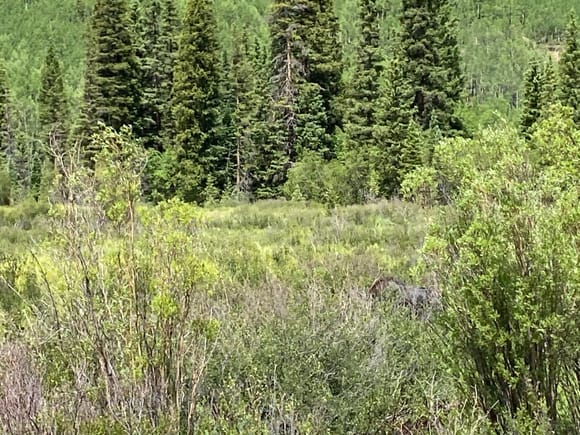 Look carefully right of center in the shrubs to see the moose