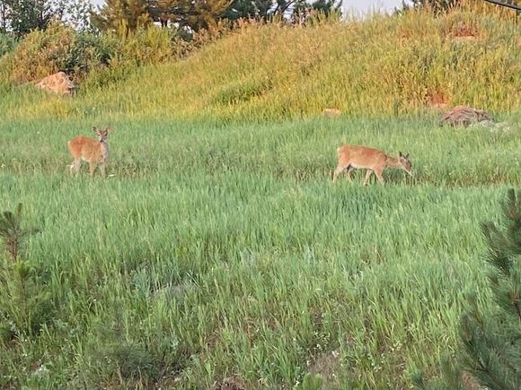 Custer, SD