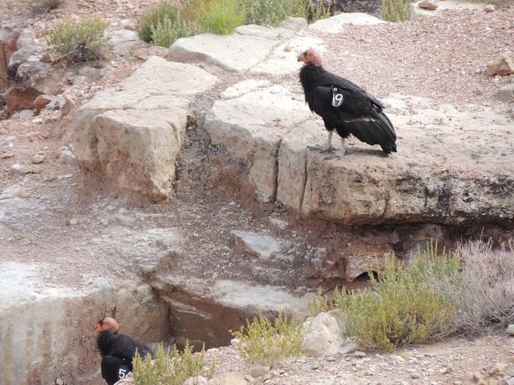 California Condors