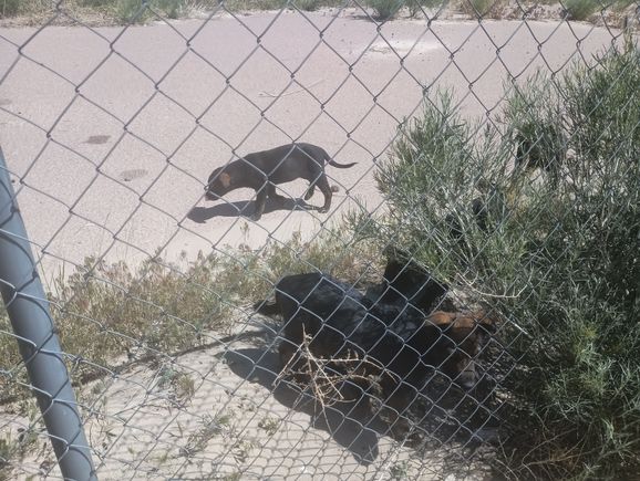 There was a mother and a litter of pups living in an abandoned school next to the gas station.