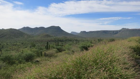 The desert in bloom, post hurricane