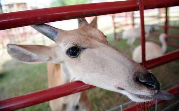 "I really DIG French, Izzo Baby!"