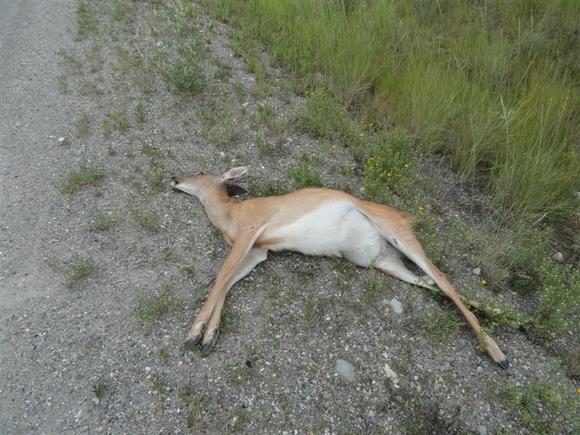 Pcyho fuc"""** deer end of our summer 2010 trip and his !!!!!!!!!