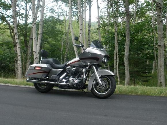 Road Glide in the birches 001