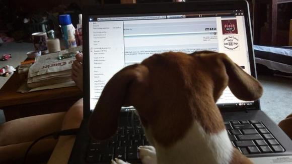 pappy's helper.