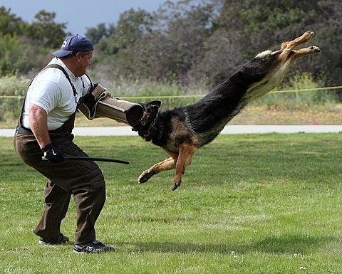My dog "Jim" Training