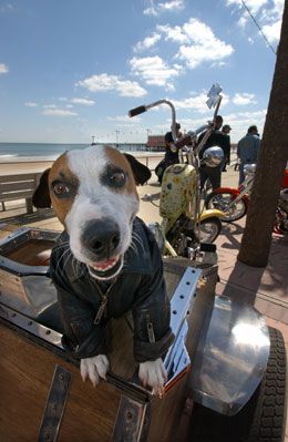 bikerdog