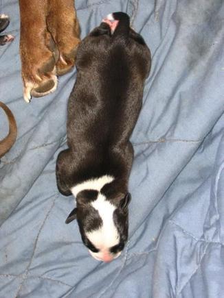 pups..0018
