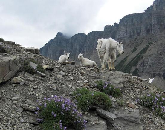 Glacier National Park, Montana. Mom, Dad, and the baby.