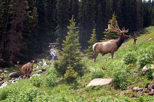 3 elk on Trail Ridge - 4th of July weekend, 2009