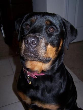 My puppy - Annia