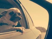 Vicious gaurd dog.