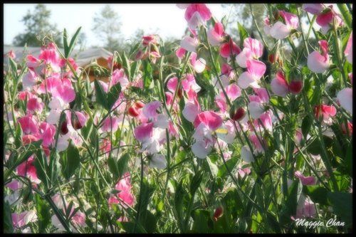 Carlsbad flower field