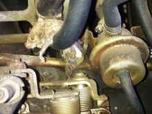 kitty caught a mouse