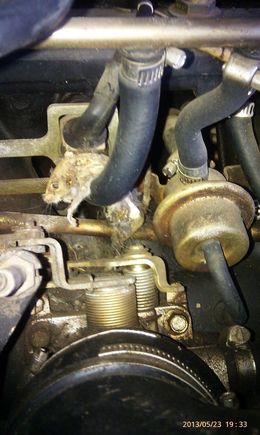 kitty caught a mouse