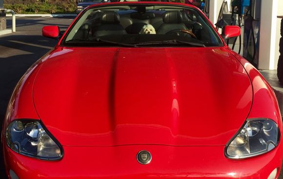 My Little Alpha Maltese honks the horn when I'm fueling. Annoying but smart!