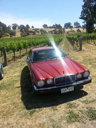 xj6 in the vines