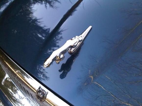 A close up of the bonnet