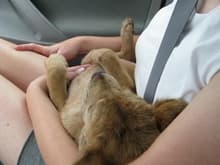 When she picked us on the way home from our vacation with new member of the household