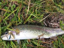 Montana  trout