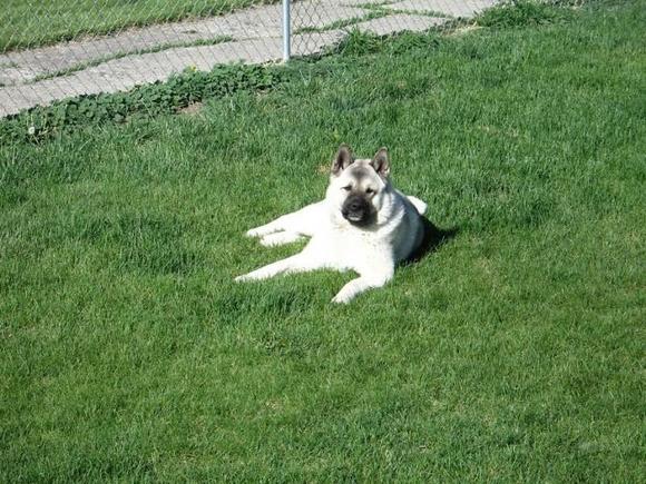 My Akita, Ewok